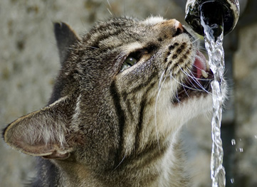Stay hydrated this summer