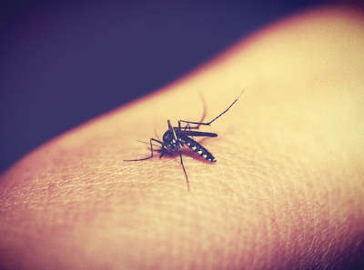 Malaria: protection, precautions, and treatment