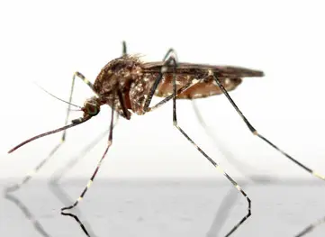 How to avoid mosquito bites